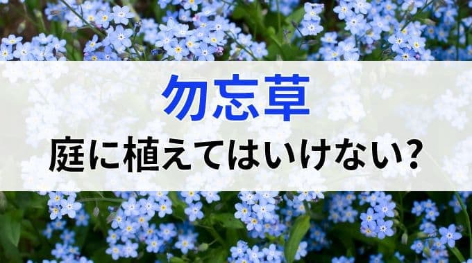 勿忘草を庭に植えてはいけないのは本当か