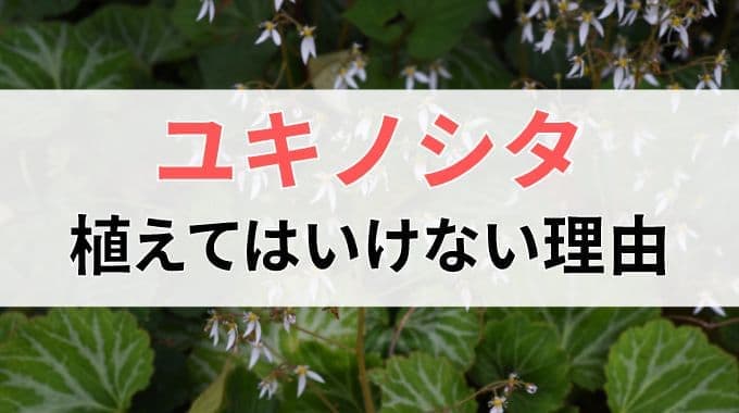 ユキノシタを植えてはいけない理由